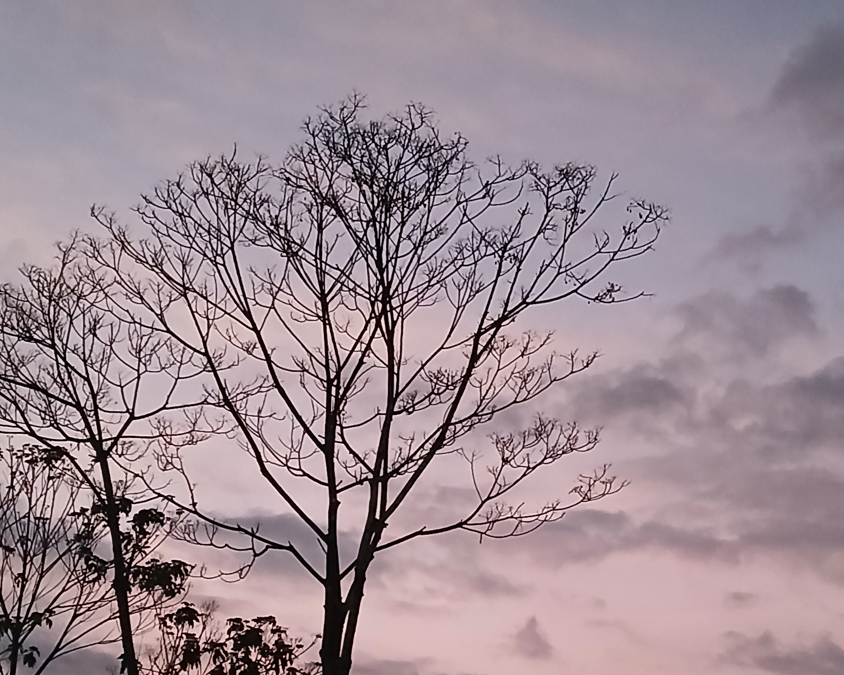 Renderización de una casa construida en un terreno plano con vegetación alrededor