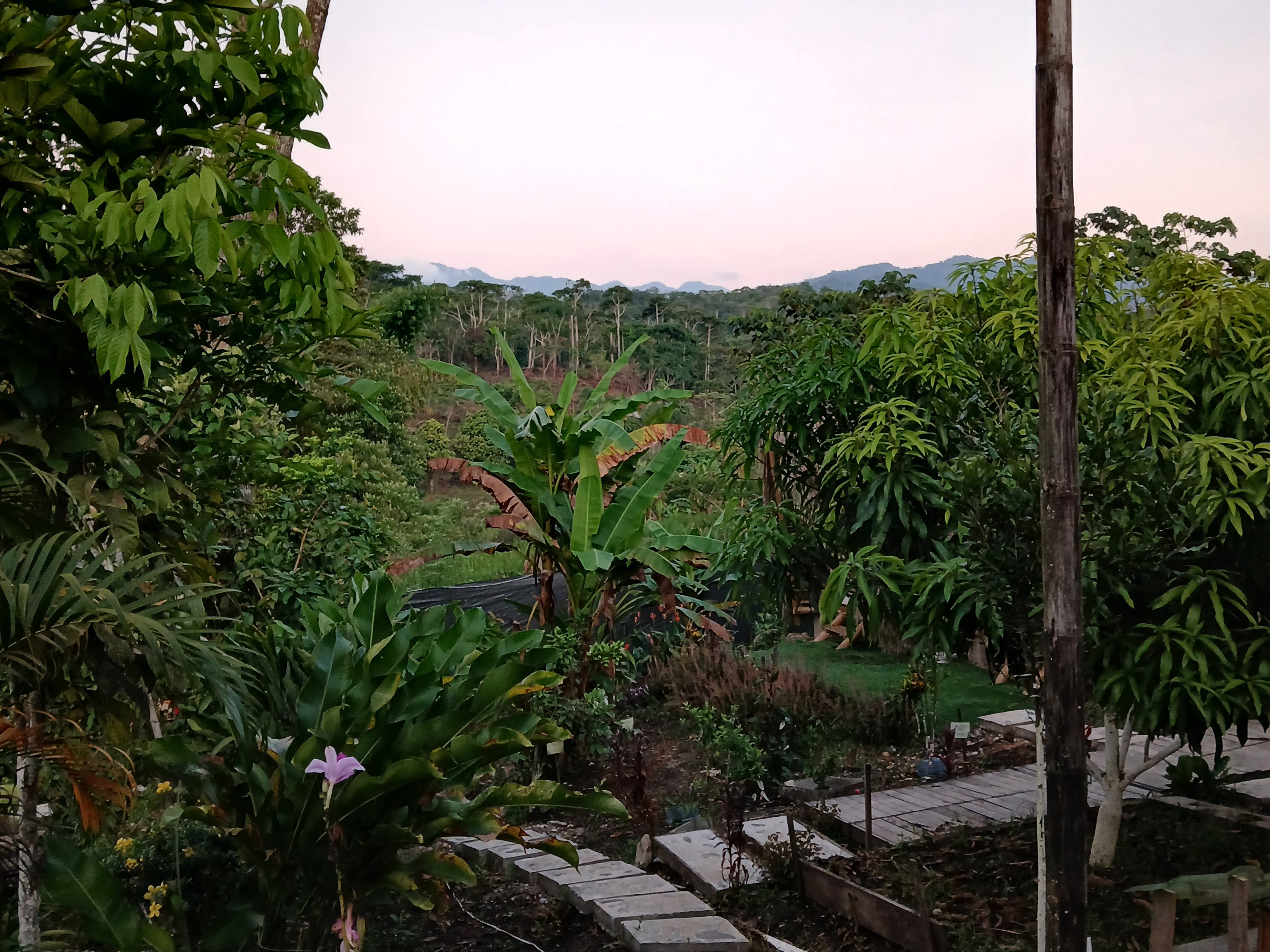 Logoipo de Colembas Wasi. Usa una tipografía asemejando el bambú y un pájaro.